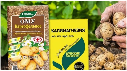Как увеличить урожай картошки в три раза: секреты использования калимагнезии