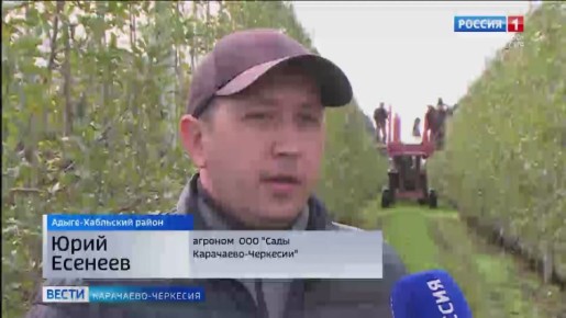 В Республике собирают последние сорта поздних яблок