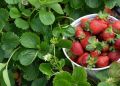 Клубника круглый год: откройте для себя лучшие сорта для вашего сада