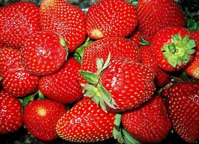 Натуральные способы подкормки клубники: что выбрать весной