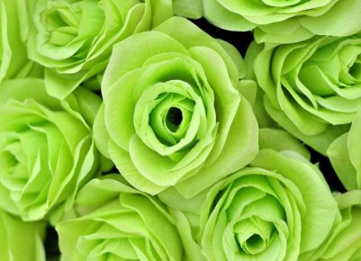 Оживите свой сад с помощью ярких лимонно-зеленых растений