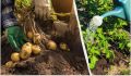 Летние секреты для богатого урожая картофеля: подкормка в июле