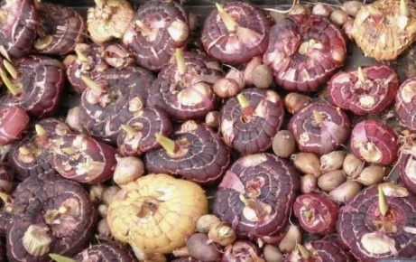 Как сохранить луковицы гладиолусов до весны: секреты опытных садоводов