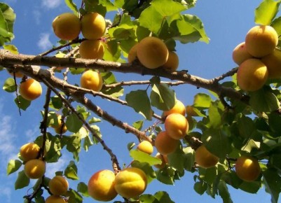 Морозоустойчивые абрикосы: новые горизонты для средней полосы России