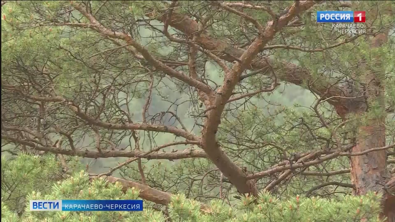 Рашид Темрезов обсудил с руководителем Минприроды КЧР вопросы реализации национальных проектов в сфере экологии