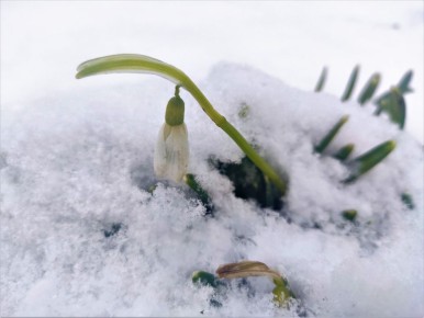 Ранние цветы, которые первыми встречают весну: 15 ярких первоцветов для вашего сада