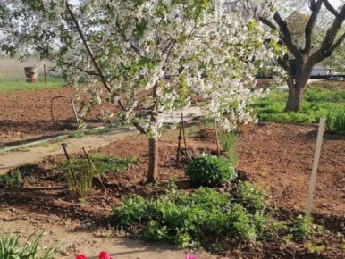 Легкий уход за огородом: технологии для урожая без боли