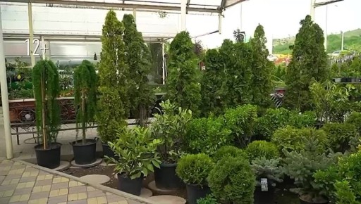 Садово-парковый центр объявляет ноябрьскую скидку на всё!!!