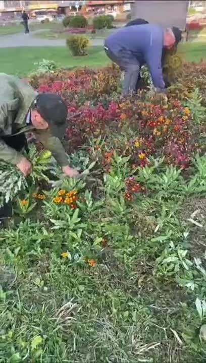 Алексей Баскаев: В столице Карачаево-Черкесии развернулись сезонные работы по восстановлению и благоустройству зеленых зон - прополка клумб, покос и сбор скошенной травы, стрижка хвойных деревьев