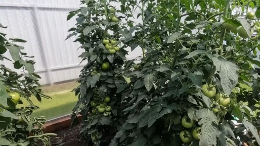 Как правильный полив увеличил урожай томатов в три раза