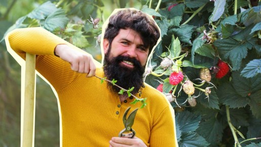 Малина больше не расползется по участку: «умная» грядка спасет ваш огород