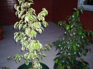 Фикус Бенджамина: секреты успешного выращивания и ухода