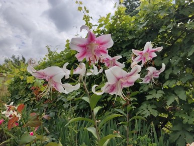 Тайны сада: июльские радости и викторины для любителей флоры