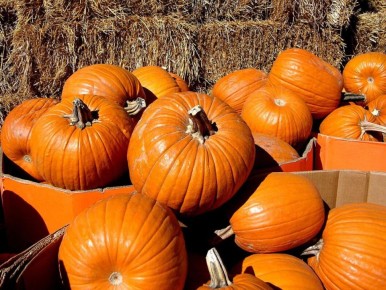 Как вырастить сладкую тыкву: секреты успеха на вашем огороде