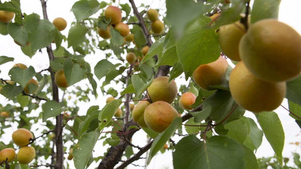 Угробите половину урожая: агроном предостерег от фатальной ошибки