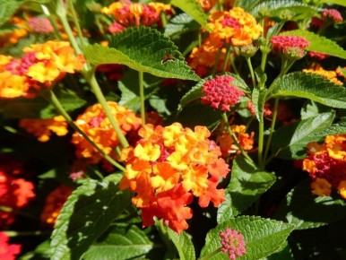 ��� ��������� ������������ �������� �����: ������ � �������