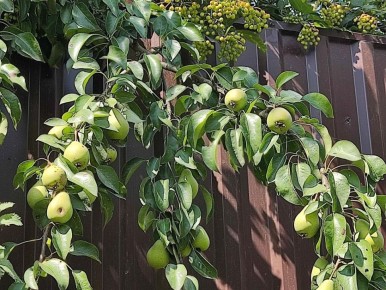 Соседская груша и слива: когда сбор плодов становится проблемой