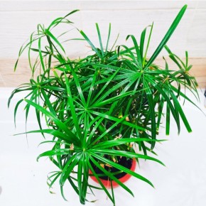 Не бойтесь залить: 7 растений, которые обожают влагу