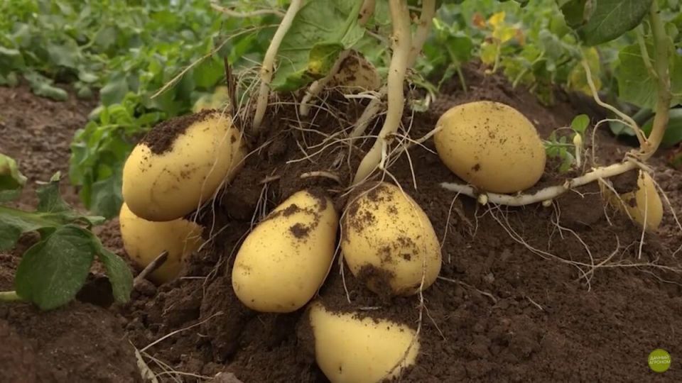 ������������ ������� ���������: ������������� ��� ������ ����� �������?