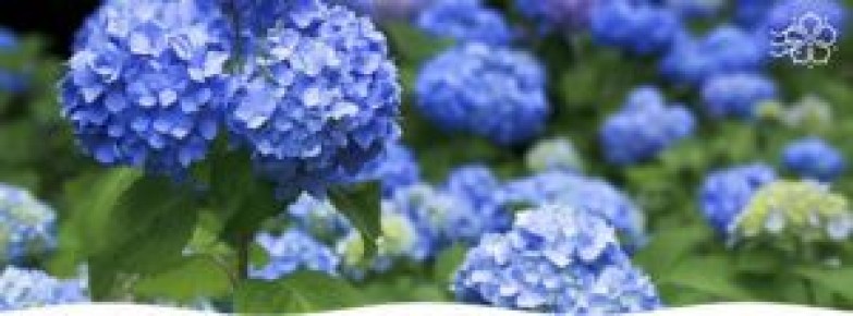 ������������ ���������: ��� �������, �������� � ��������� �� ����� ����������� ������������