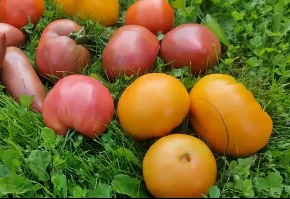 ������ ����� �������, ������� ���������� ��� ������ � 2026 ����