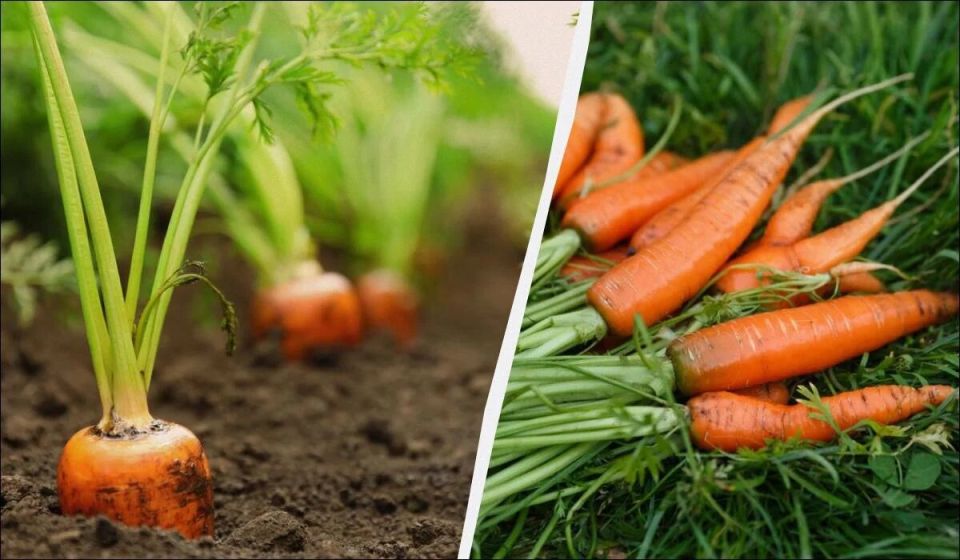 ����� ������� ������� �� ��������: ������ � ������ ��������� ��� ��������