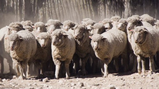 Стадное чувство: как ему противостоять, озвучил психолог