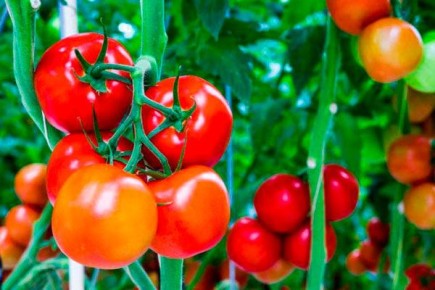 ������ �����: ������������� ������� ����� ���������� ������