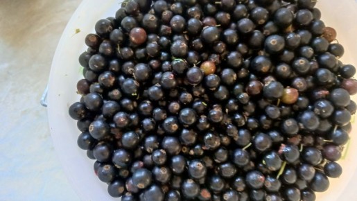 Как дачник потерял доход от продажи ягод и о будущем урожае