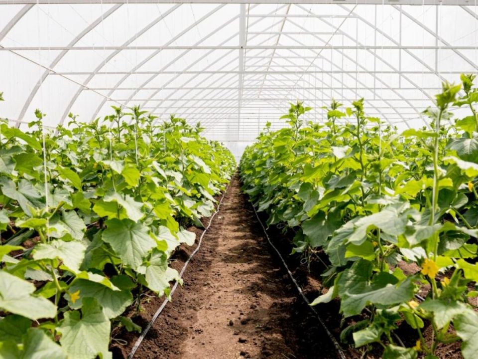 ��� ������� ���������� ������ �������: ��������, � ������� ����� �����