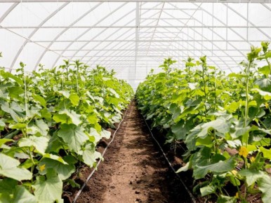 ��� ������� ���������� ������ �������: ��������, � ������� ����� �����