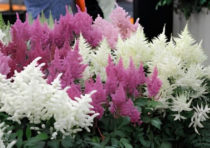 ��������: ��������� �������� ��� ������������ ����