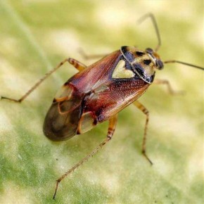 ������ ���� ����� �������� ���������� ��������: ���� ������� ������