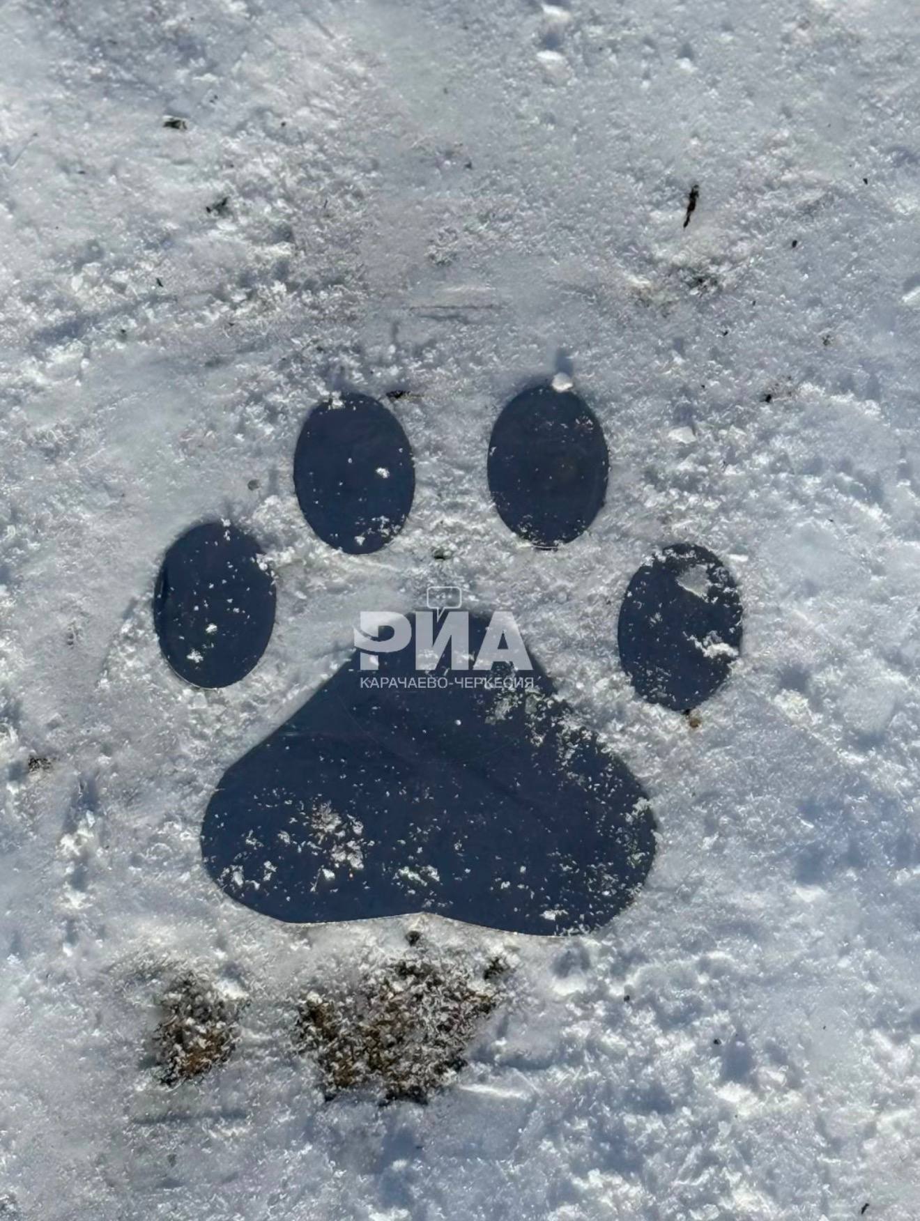 Новогодние каникулы в разгаре, и если вы думаете, чем еще заняться с детьми, то мы советуем отправиться в парк «Зеленый остров в Черкесске