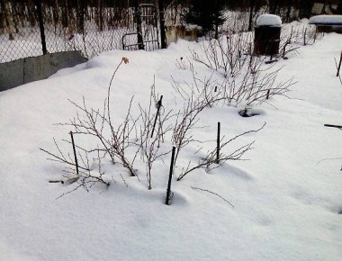 ������ ���� �� ��������: ������ �� ������ � ���������� ��������