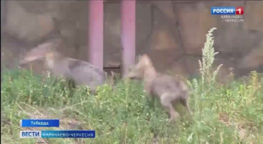 ����� ��������: ���� ������������ � ������������ ������ ����� ��� ���������-�������� ������ ��������