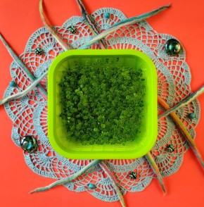 Микрозелень чиа: как вырастить суперфуды прямо у себя дома