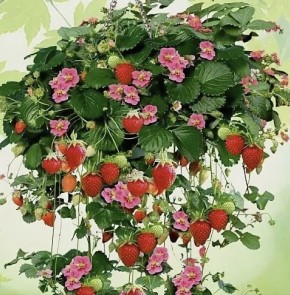 Цветущая клубника: наслаждение на все сезоны