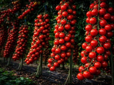 ������������ ��� ��������� ������� �����: �� �������� �� ��������