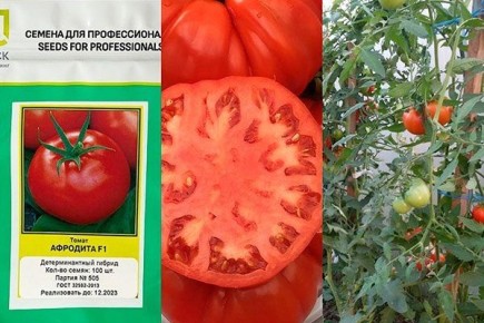 ������ ���������: ��� ��������� ����� ��� �������� ������