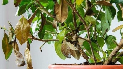 ��� ���������� ������� ���������� � ��������� ���������: ����������� ������ ��� �����