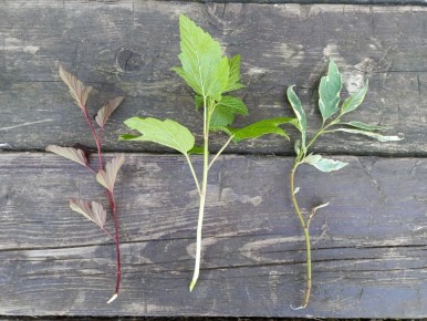 ��� ��������� ���������� �� ��������: ������� ��������� �����������