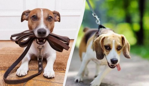 �������, �� ������� ������ ����� �������