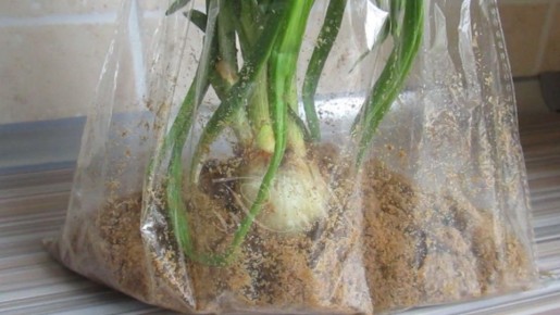 ��� ���������� ��� � �������: ������� � ����������� ����� ��� ������ ����