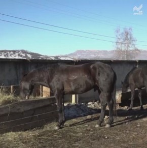 ������ � ������� ������ ���������� �����