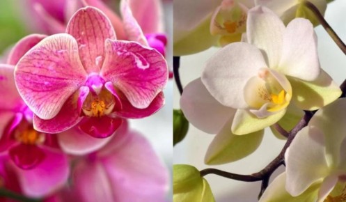 ������� ��������� ����� �� ���������: ����� ��� ������� ��������