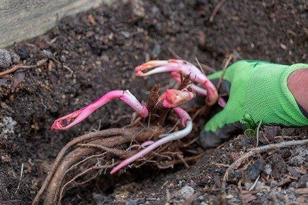 ��� ��������� ���������� �����: ������� ��� ������� ��������