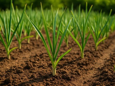 Как правильно посадить чеснок под зиму: советы для садоводов