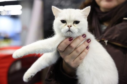 В России на пороге новых правил по количеству домашних животных в квартирах