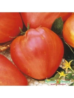 ����� �������� �������: ������� ������� ��� ������ �����